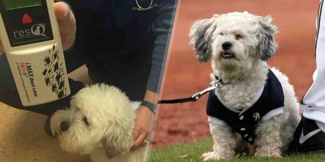 While Hank looks a bit whiter and fluffier than in 2014 (right), a scan of his microchip confirms it's still him.
