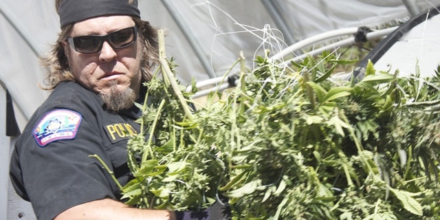 A scene from the new Discovery Channel show "Pot Cops."