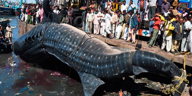Feb. 7, 2012 People look at a carcass of whale shark in Karachi, Pakistan. The 40-foot whale was found dead near Karachi in the Arabian Sea