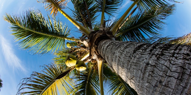 While the theory is cool, what’s even cooler is that the country of Belize is wholeheartedly welcoming the idea that they are the place where you can go and never grow old.