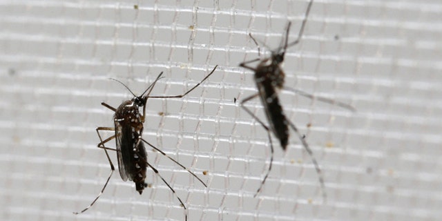 Aedes aegypti mosquitoes at the Gorgas Memorial Laboratory in Panama City.