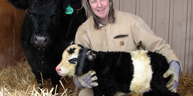 In this Dec. 31, 2010 photo, farmer Chris Jessen holds his new "panda cow" named Ben, hours after the rare miniature cow was born in Campion, Colo. The miniature panda cow is the result of genetic manipulation. A white belt encircles the animal's midsection, and the cow has a white face with black ovals around the eyes, giving it a panda-like appearance. The mini-cattle are bred solely as pets. Jessen says panda calves can sell for $30,000.
