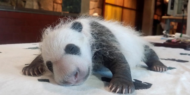 FILE - In this Sept. 14, 2015 file photo provided by the Smithsonian's National Zoo, Bei Bei, born Aug. 22, 2015, is seen in Washington as keepers weighed the giant panda cub.