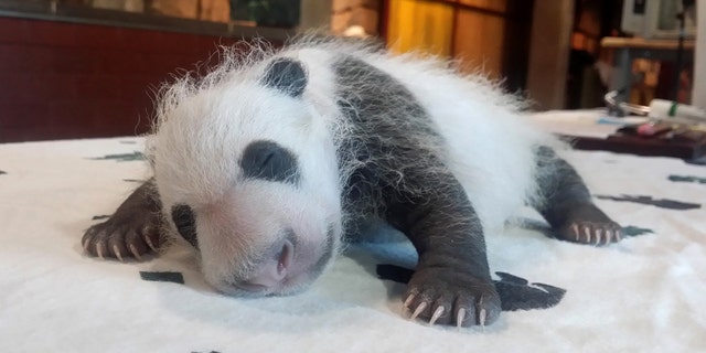 FILE - In this Sept. 14, 2015 file photo provided by the Smithsonian's National Zoo, Bei Bei, born Aug. 22, 2015, is seen in Washington as keepers weighed the giant panda cub.