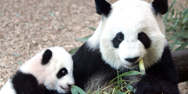 In this Jan. 12, 2007, file photo, Giant Panda panda mother Lun Lun (right) eats bamboo as her cub Mei Lan explores her new habitat at Zoo Atlanta. Zoo officials say Lun Lun has given birth to her third cub at 5:39 a.m. on Wednesday, Nov. 3, 2010 in a specially prepared birthing den. Lun Lun was inseminated with sperm from her partner, Yang Yang, in June after the two failed to mate. The couple's previous cubs were Mei Lan, born in 2006, and Xi Lan, born in 2008.
