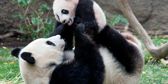 Giant Panda mom Bai Yun plays with her four-and-half-month old baby boy, Yun Zi, at their enclosure at the San Diego Zoo. Researchers say a decline in panda births is attributable to exhaustion.