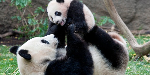 Giant Panda mom Bai Yun plays with her four-and-half-month old baby boy, Yun Zi, at their enclosure at the San Diego Zoo. Researchers say a decline in panda births is attributable to exhaustion.