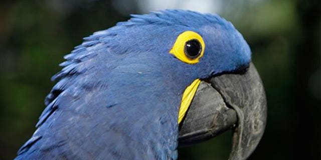 May 24: Coco, a blue parrot, is perched on a branch at the zoo in Asuncion, Paraguay. Coco arrived at the zoo eight years ago when he was retrieved from a band of wildlife traffickers after their arrest. According to the zoo's vet, Coco has since learned to say "hello,"and will start to dance at the sound of cumbia music. The veterinarian staff is looking for a partner for the endangered cobalt blue parrot.  (AP)