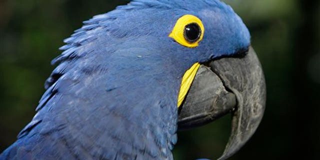 May 24: Coco, a blue parrot, is perched on a branch at the zoo in Asuncion, Paraguay. Coco arrived at the zoo eight years ago when he was retrieved from a band of wildlife traffickers after their arrest. According to the zoo's vet, Coco has since learned to say "hello,"and will start to dance at the sound of cumbia music. The veterinarian staff is looking for a partner for the endangered cobalt blue parrot. (AP)