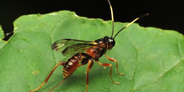 Parasitic wasp. (Credit: WikiMedia)