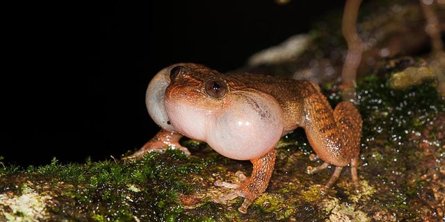 A male Bombay night frog calls from a fallen tree trunk.