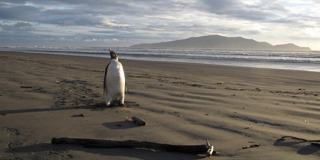 An Emperor Penguin stands on a beach on Kapiti coast June 20, 2011.