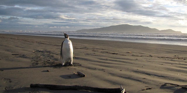 An Emperor Penguin stands on a beach on Kapiti coast June 20, 2011.