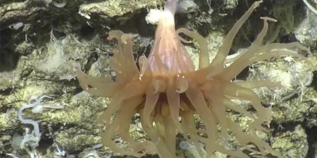 One of the many underwater creatures filmed during the two-week-long mission of Perth Canyon.