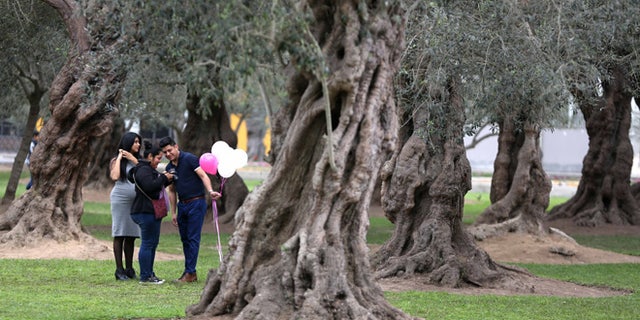 In this Aug. 28, 2016 photo, a group of friends check their camera in El Olivar park, in Lima, Peru.  An excess of water keeping El Olivar green is killing an ancient grove of olive trees planted by Spanish conquerors some four centuries ago. Perfectly suited to the arid climate, the olive trees thrived as the city grew around them. However, in a feat of poor planning, officials surrounded the trees with a carpet of crabgrass that every week receives several million gallons of water, practically drowning the 1,700 trees. (AP Photo/Martin Mejia)