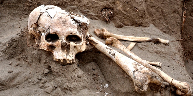 July 15, 2011: A skull and bones sit on a pre-hispanic tomb recently discovered in Lambayeque, northern Peru. According to Carlos Wester, chief of the team of archaeologists who discovered the tomb, it belongs to a top lord of the Lambayeque culture, believed to have been an executioner.