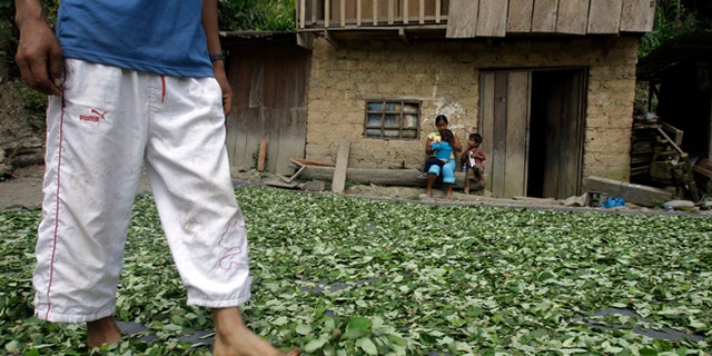 A coca farmer walks on drying coca leaves as his family looks on in Omaya in Peru's Apurimac valley.