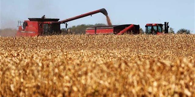 File photo of a cornfield in South Dakota. (Not the cornfield where the boy was killed on Saturday.)
