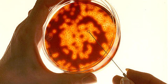 Growing meat in a laboratory ni a petri dish like this one may be the only way to boost the world's beef supplies, scientists said.
