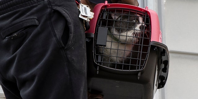 The resident of collapsed home holds his cat on the roof of the standing portion after a Red Paw Emergency Relief Team member rescued his cat the second floor in Philadelphia, Wednesday, July 26, 2017.