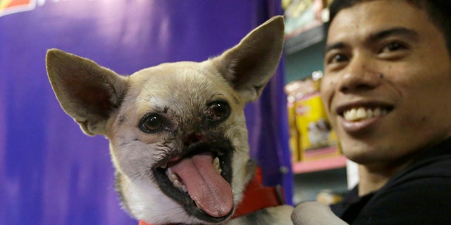 June 9, 2013: Kabang, a two-year-old injured mixed breed, is shown to the media at a veterinary clinic at the financial district of Makati city east of Manila, Philippines.