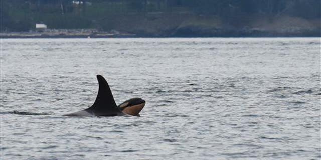 Newborn orca calf J53 is seen with it's mother J17 off San Juan Island, Wash., on Saturday, Oct. 24, 2015.