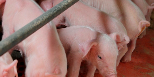 Newborn piglets suckle at Whiteshire Hamroc farm in Albion, Indiana March 16, 2012. The animals here at the Whiteshire Hamroc farm have been bred for one purpose: to be flown halfway around the world, on a journey fueled by China's appetite for food independence. In a country where pork is a culinary staple, the demand for a protein-rich diet is growing faster than Chinese farmers can keep up. While Americans cut back on meat consumption to the lowest levels seen in two decades, the Chinese now eat nearly 10 percent more meat than they did five years ago. Picture taken March 16, 2012. To match INSIGHT USA-CHINA/FOOD REUTERS/John Gress (UNITED STATES - Tags: FOOD AGRICULTURE BUSINESS ANIMALS) - RTR30Z07