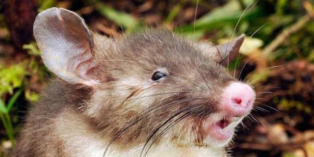 The hog-nosed rat's piglike nose is adorable, but it's giant teeth aren't that cute.