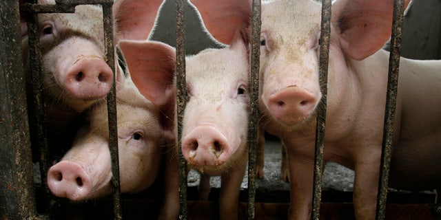 Pigs are seen inside their cage at a farm in La Ca village, outside Hanoi April 27, 2009. REUTERS/Kham (VIETNAM ANIMALS SOCIETY IMAGES OF THE DAY) - RTXEFD2