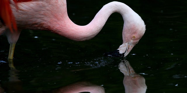 SAN FRANCISCO, CA - SEPTEMBER 25: A Chilean Pink Flamingo stands in its enclosure at the San Francisco Zoo on September 25, 2014 in San Francisco, California. The San Francisco Zoo is welcoming four newborn Chilean Flamingo chicks to the Flamingo rookery. (Photo by Justin Sullivan/Getty Images)
