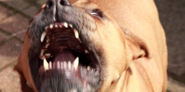 Pitbull-attack-iStock
