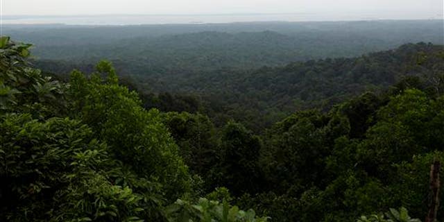 A rainforest in Panama.