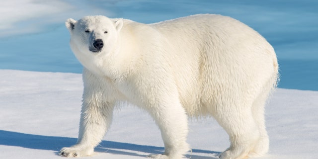 A polar bear attacked and killed a 31-year-old father who was protecting his children from the animal, a report said.