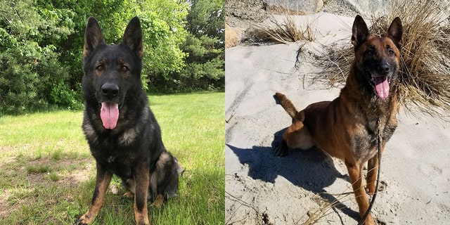 After a career in law enforcement, two police dogs in Massachusetts are looking for their “forever homes.”