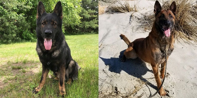 After a career in law enforcement, two police dogs in Massachusetts are looking for their “forever homes.”