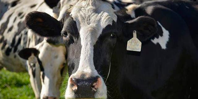 In this photo taken, Friday, Oct. 2, 2015, a cow chews its cud.