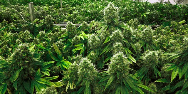 Marijuana plants are a few weeks away from harvest in Albion, Ill.