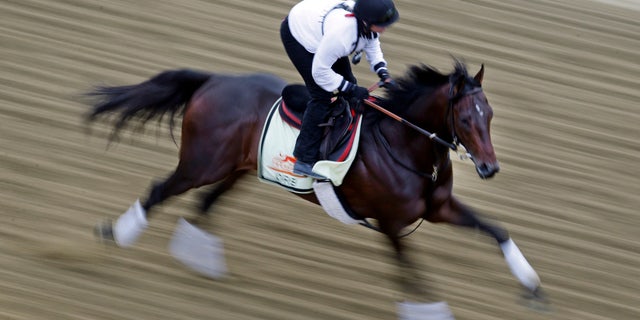 May 16, 2013: Kentucky Derby winner Orb, with exercise rider Jennifer Patterson aboard, gallops during a workout at Pimlico Race Course in Baltimore.