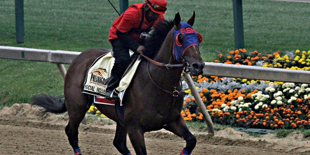 Exercise rider Domingo Navarro gallops Preakness Stakes entrant Social Inclusion at Pimlico Race Course in Baltimore, Thursday, May 15, 2014. (AP Photo/Garry Jones)