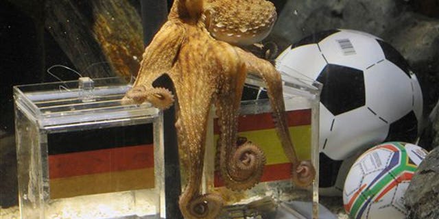 July 6: Octopus Paul fixes the Spanish box during his oracle for the semifinal match at the World Cup in South Africa between Germany and Spain in the SeaLife Aquarium in Oberhausen, Germany. Paul predicted all German matches during the World Cup 100 percent right. Octopus oracle Paul is predicting Germany will be defeated by Spain at the World Cup semifinal. Sea Life Aquarium's spokesman Daniel Fey said Tuesday that the famous mollusk from Oberhausen chose a mussel from a glass tank marked with a Spanish flag, while ignoring the tank marked with the German colors - indicating a Spanish victory in Wednesday's semifinal.