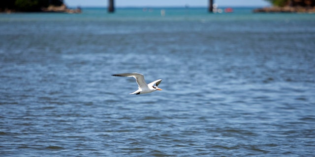 In this Oct. 26, 2013 photo, a bird flies over the San Juan Bay Estuary in San Juan, Puerto Rico. The estuary is surrounded by a maze of dark-green mangroves that offer shelter and shade to dozens of bird species. Across the open waters, pelicans swoop down for prey and people still catch fish and crab, despite health warnings due to contamination. (AP Photo/Ricardo Arduengo)