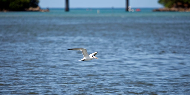 In this Oct. 26, 2013 photo, a bird flies over the San Juan Bay Estuary in San Juan, Puerto Rico. The estuary is surrounded by a maze of dark-green mangroves that offer shelter and shade to dozens of bird species. Across the open waters, pelicans swoop down for prey and people still catch fish and crab, despite health warnings due to contamination. (AP Photo/Ricardo Arduengo)