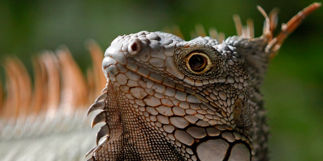 In this Saturday, Dec. 13, 2014 photo, a green Iguana basks in the protected area of Cabezas de San Juan in Fajardo, Puerto Rico. The Cabezas de San Juan nature reserve has seven distinct coastal ecosystems and one of the few bioluminescent bays in the world. (AP Photo/Ricardo Arduengo)