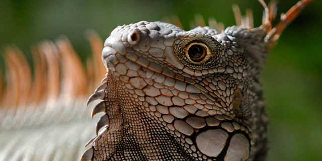In this Saturday, Dec. 13, 2014 photo, a green Iguana basks in the protected area of Cabezas de San Juan in Fajardo, Puerto Rico. The Cabezas de San Juan nature reserve has seven distinct coastal ecosystems and one of the few bioluminescent bays in the world. (AP Photo/Ricardo Arduengo)
