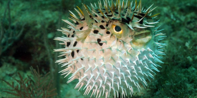 Blowfish or puffer fish underwater in ocean