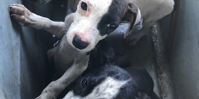"These are like little starving children. They haven’t had a good meal in at least a week or two,” Kindness Animal Hospital veterinarian Rose Eger said.