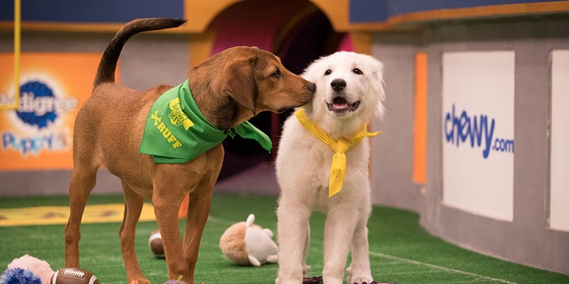 Puppy Bowl XIV will air at 3 p.m. ET on Feb. 4 on Animal Planet.