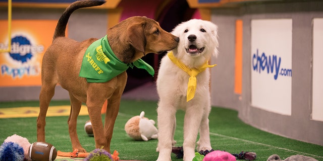Puppy Bowl XIV will air at 3 p.m. ET on Feb. 4 on Animal Planet.