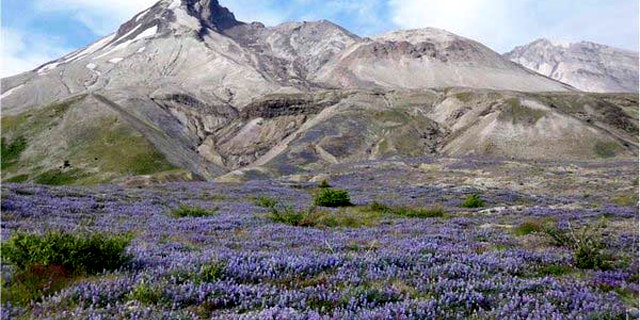 Prairie lupine boomed in the summer of 2007, dominating the Pumice Plain that had been scoured by flows of superheated volcanic ash, debris, and gas during the eruption of Mount St. Helens in 1980. Just a year after this image was taken, however, the lupine population was much lower revealing the erratic ways plants have colonized devastated areas.