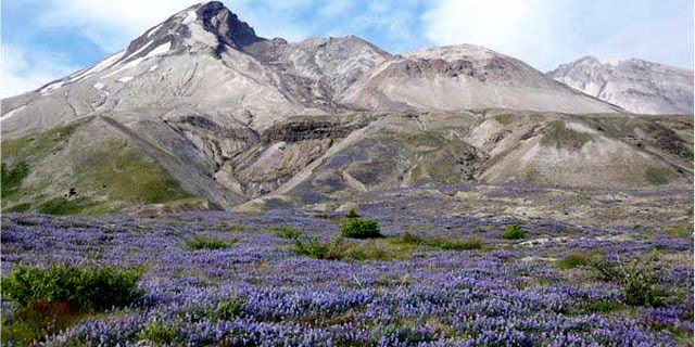 Prairie lupine boomed in the summer of 2007, dominating the Pumice Plain that had been scoured by flows of superheated volcanic ash, debris, and gas during the eruption of Mount St. Helens in 1980. Just a year after this image was taken, however, the lupine population was much lower revealing the erratic ways plants have colonized devastated areas.